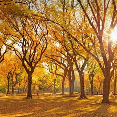 Djoko Susanto avatar